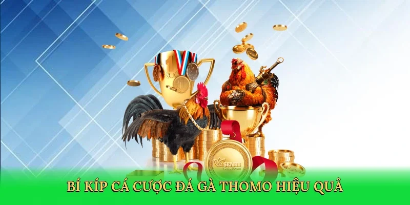 Bí kíp cá cược đá gà Thomo hiệu quả