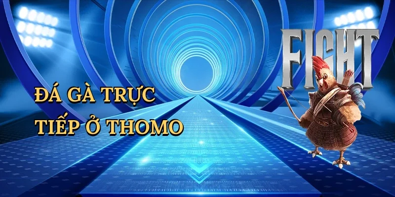 Đá gà trực tiếp ở Thomo