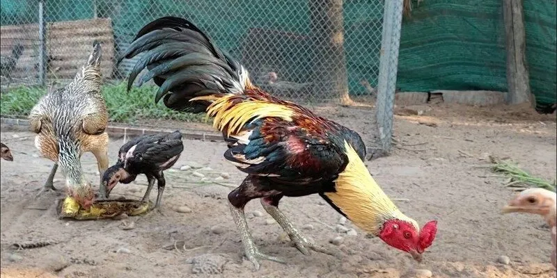 Hỗ trợ mọi nền tảng