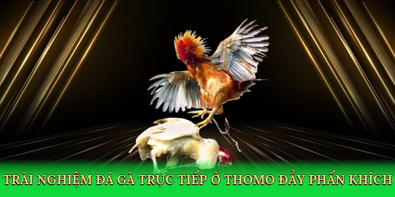 Trải nghiệm đá gà trực tiếp ở Thomo đầy phấn khích